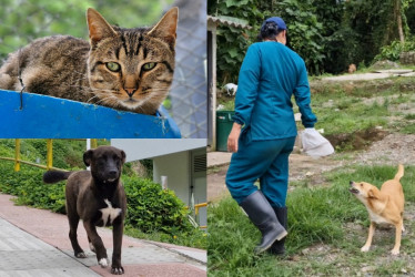 La Unidad de Protección Animal alberga animales domésticos en condición de calle o que han sido víctimas del maltrato.