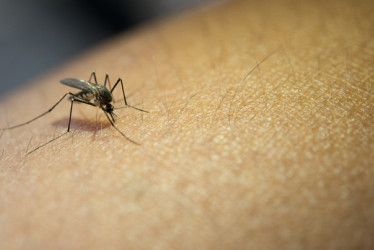 El dengue es transmitido por el mosquito Aedes Aegypti.