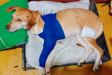 Monaza sufrió dos heridas con machete en las patas.