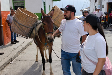 La llegada de la mula, una vieja tradición que se recupera en Salamina para reavivar la solidaridad por los adultos mayores.