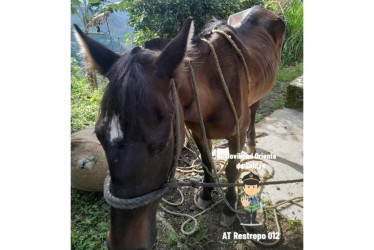El caballo sufrió lesiones en una pata y en el lomo, pero según su propietario, le está aplicando medicamentos para su recuperación.