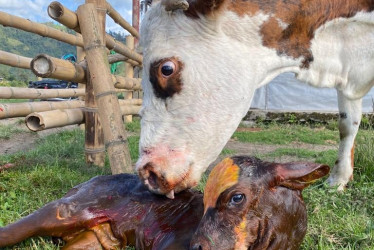 432 vacas en Villamaría han sido inseminadas en el programa de mejoramiento genético que busca perfeccionar la producción de leche y carne en pequeños hatos desde el 2021. Pequeños ganaderos se mostraron contentos con esta iniciativa gratuita.