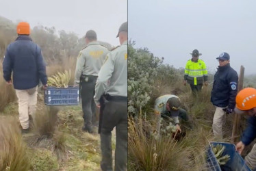 Policía del Tolima y funcionarios de Parques Nacionales Naturales replantaron los cinco frailejones en la vía Manizales - Murillo.