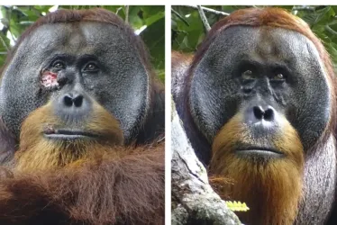 El orangután Rakus con una herida bajo el ojo y luego curado