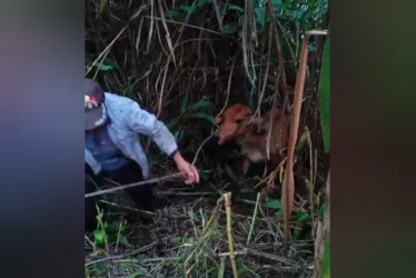 Momento del rescate de la vaca que cayó al río Chinchiná este viernes. 